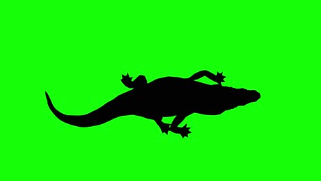 Silhouette-of-a-crocodile-walking,-on-green-screen,-top-view