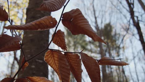 Golden-brown,-dried-leaves