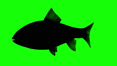 Silhouette-of-a-fish-swimming,-on-green-screen,-side-view