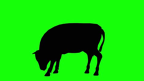 Silhouette-of-a-cow-eating,-on-green-screen,-side-view