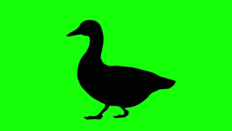 Silhouette-of-a-duck-walking,-on-green-screen,-side-view