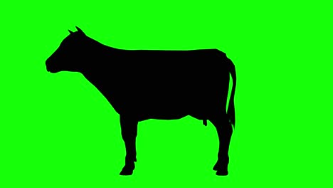 Silhouette-of-a-cow-idle,-on-green-screen,-side-view