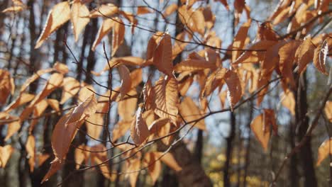 Dried-brown-and-gold-leaves-rustling-in-the-wind