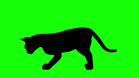 Silhouette-of-a-cat-eating,-on-green-screen,-side-view