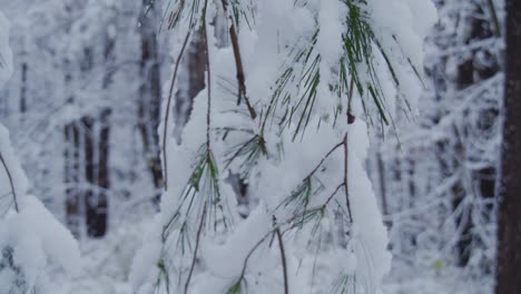 Pine-needles-covered-in-freshly-fallen-snow