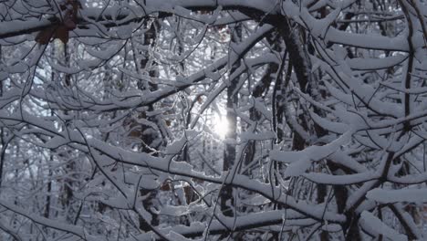 Snow-falling-from-branches-of-trees-in-slow-motion-as-sun-shines-through