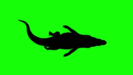Silhouette-of-a-crocodile-swimming,-on-green-screen,-top-view