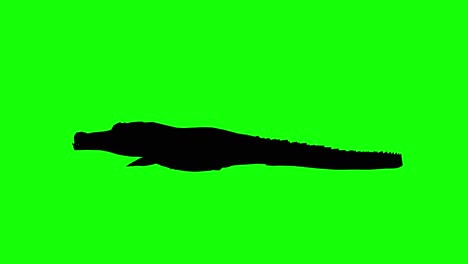 Silhouette-of-a-crocodile-walking,-on-green-screen,-side-view