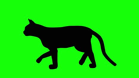 Silhouette-of-a-cat-walking,-on-green-screen,-side-view