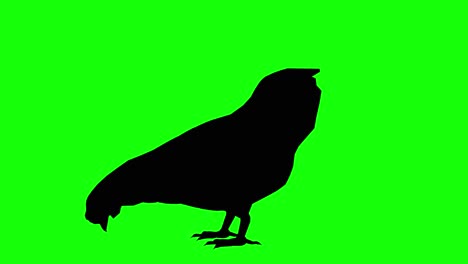 Silhouette-of-a-chicken-eating,-on-green-screen,-side-view