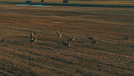 Drone-footage-of-Roe-deers-in-field,-Lithuania,-Baltic-states