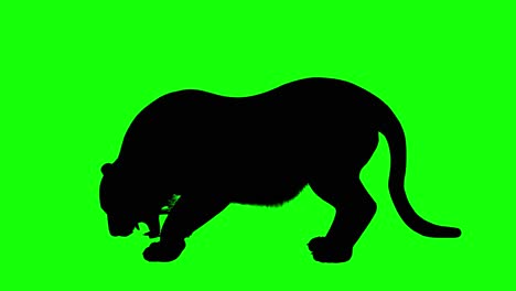 Silhouette-of-a-tiger-eating,-on-green-screen,-side-view