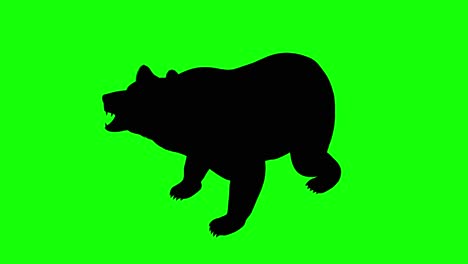 Silhouette-of-a-bear-howling,-on-green-screen,-perspective-view