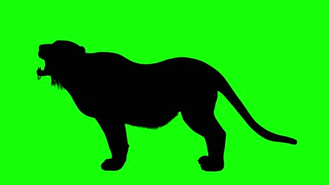 Silhouette-of-a-tiger-howl,-on-green-screen,-side-view