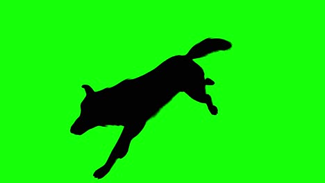 Silhouette-of-a-wolf-running,-on-green-screen,-perspective-view