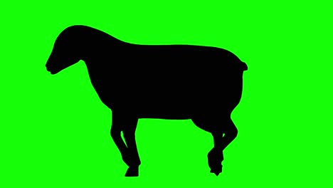Silhouette-of-a-sheep-walking,-on-green-screen,-side-view