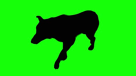 Silhouette-of-a-wolf-walking,-on-green-screen,-perspective-view