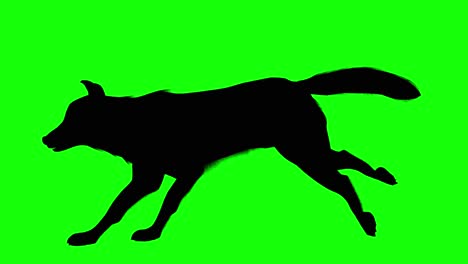 Silhouette-of-a-wolf-running,-on-green-screen,-side-view