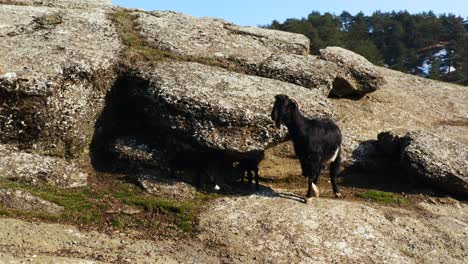 Cabra-Negra-Y-Sus-Cachorros-En-Las-Rocas