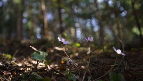 a-macro-wideangle-shot-from-underneath-a-forest-flower-called-liverflower-or-Hepatica