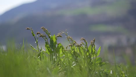 Grünes-Gras-Mitten-Auf-Einem-Feld-In-Den-Italienischen-Alpen