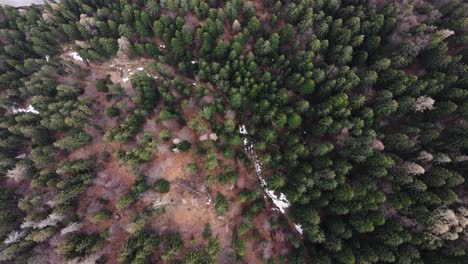 Drone-Aéreo-Disparó-Sobre-El-Bosque-Europeo