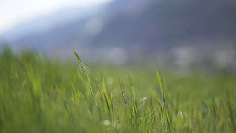 green-grass-in-the-middle-of-a-field-in-the-italian-alps