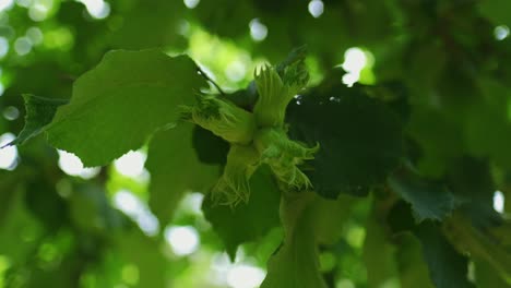 Hazelnuts-ripen-on-a-tree-branch-in-farm-garden-with-sunbeams