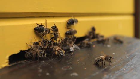 Closeup-shot-of-bees-going-inside-and-outside-the-beehive