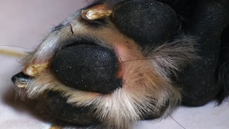 Close-up-bottom-view-of-dog's-foot