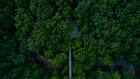 Ein-Vorbeifliegender-Luftclip-Einer-Straßenbrücke-In-Einem-Dunklen-Wald-In-Der-Roten-Flussschlucht-Ky