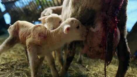 newborn-lambs-in-the-barn-looking-for-their-mother's-udder