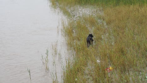 Video-Von-Wasserüberfluteten-Gebieten-In-Sunderbans,-Westbengalen,-Indien,-Wo-Landwirtschaftliche-Flächen-Nach-Dem-Zyklon-Yaas-überschwemmt-Wurden-Und-Große-Schäden-An-Den-Ernten-Verursachten