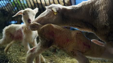 newborn-lambs-in-the-barn-being-cleaned-by-their-mothers