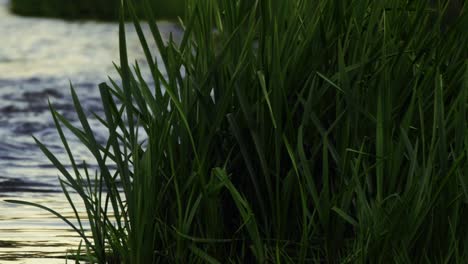 close-up-shot-of-the-river-flowing-by-the-reeds-in-sunset