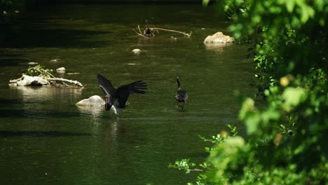 Grandes-Cormoranes-Negros-Buscando-Comida-En-El-Tranquilo-Río-Verde