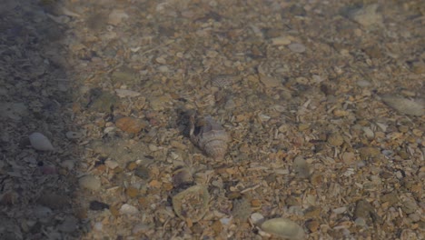 Cute-Hermit-Crab-hidden-in-it's-shell-underwater--Close-up