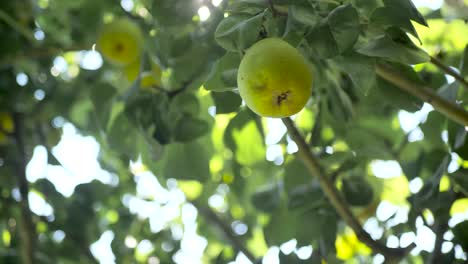 Pear-tree