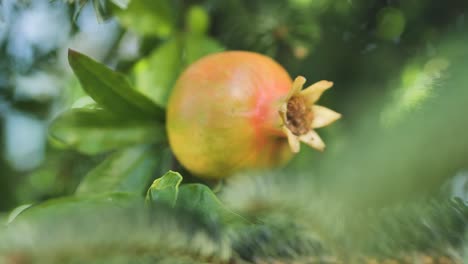Fresh-pomegranate-fruits-on-branch-of-pomegranate-tree