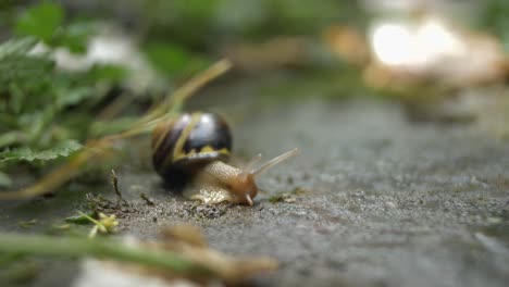 a-garden-snail-looking-arround