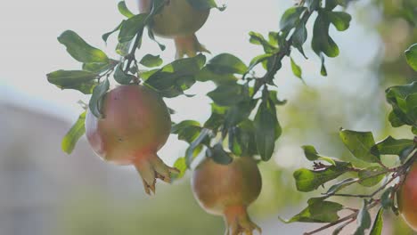A-few-fresh-pomegranate-fruits-on-branch-of-pomegranate-tree-at-sunlight
