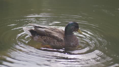 mallard-cleaning-in-the-canal