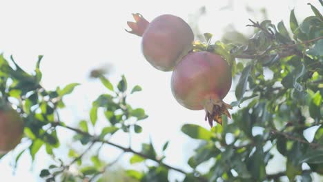 Fresh-pomegranate-fruits-on-branch-of-pomegranate-tree-at-sunlight-slow-motion