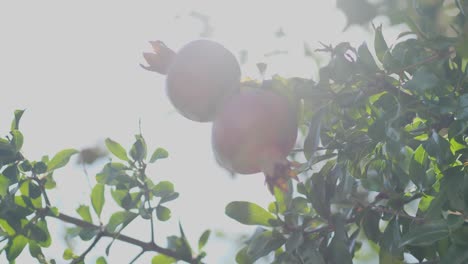 Fresh-pomegranate-fruits-on-branch-of-pomegranate-tree-at-sunlight
