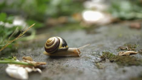 a-snail-closeup-in-the-garden