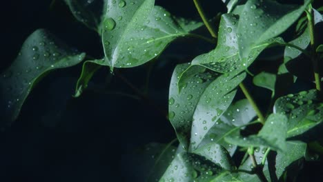 Langsamer-Schwenk-über-Dunkelgrüne,-Mit-Wassertropfen-Gesprenkelte-Blätter