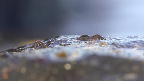 Beautiful-macro-shot-of-barnacles-on-a-rock-at-the-beach