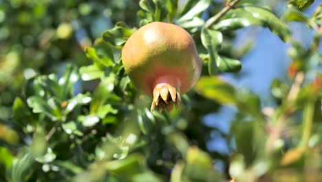 Fresh-pomegranate-fruits-on-branch-of-pomegranate-tree