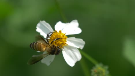 Bee-Resting-on-Small-White-Flower-in-Nature-Close-Up