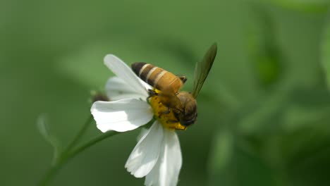 Bee-Resting-on-Small-White-Flower-in-Nature